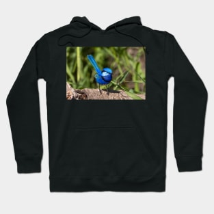 Splendid Fairy Wren (Male) Western Australia Hoodie